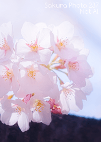 Sakura Photo 237 Not AI
