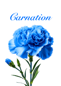 カーネーション vol.11