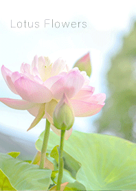 蓮の花のある風景2