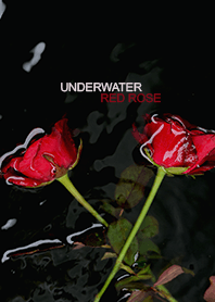 Underwater Red Rose