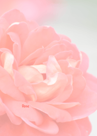 Rose Theme ver.Japan 56