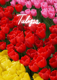 The Secret Garden of Tulips