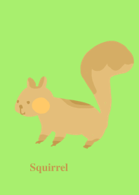 Pretty Squirrel