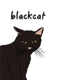 a little black cat
