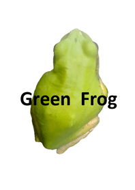 Green frog(アマガエル)