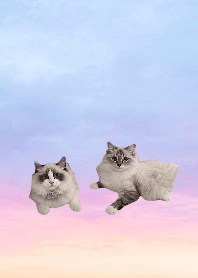 Ragdoll Mythrandir& Lesedi