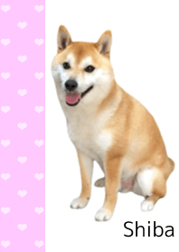 柴犬の日常7【ハート】