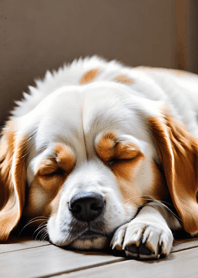 Bright Moon and Dawn 198098