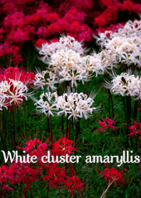 White cluster amaryllis
