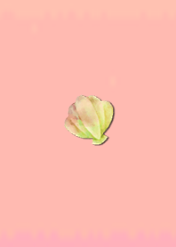 Simple seashell 63