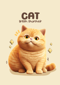 Cat Chubby : British Shorthair