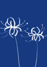 紺色ヒガンバナ