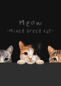 Meow - Mixed breed cat 01 -...