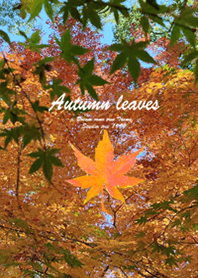 *Autumn leaves*