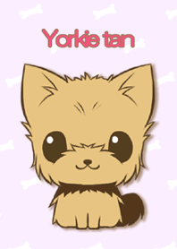 Yorkie tan Yorkshire Terrier