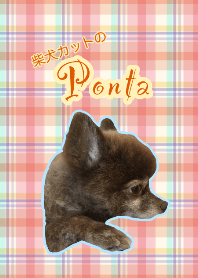 Pomeranian Ponta.