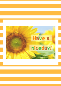 - ดอกทานตะวัน - 39