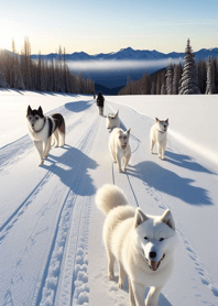 Siberian Husky   1edDe3