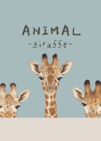 ANIMAL - Giraffe - BLUE GRAY