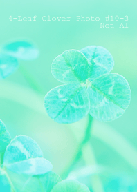 4leaf Clover Photo #10-3 Not AI