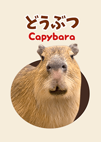 ##どうぶつ Capybara