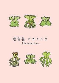 My staghorn fern(Sakura pink)