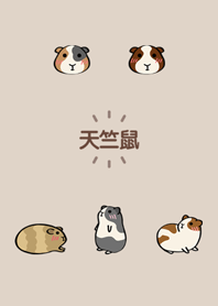 我養的虛擬天竺鼠