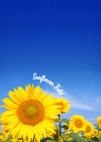 Sunflower Field & Blue Sky #fresh
