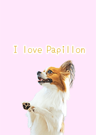 パピヨン好きの着せ替え