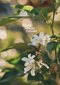 ORANGE JASMINE EVENING