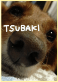 つばき