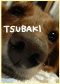 miniature dachshund tsubaki