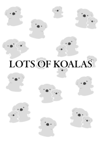 LOTS OF KOALAS/WHITE