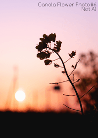 Canola Flower Photo #6-13 NotAI