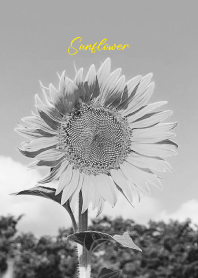 monochrome photograph...36