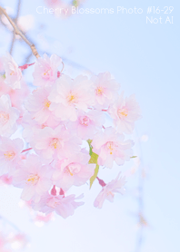 CherryBlossoms Photo#16-29Not AI