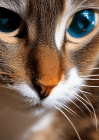 Cats Run Wild #cuuaf25