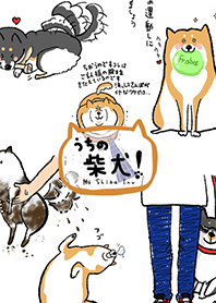 うちの柴犬！