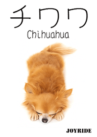 Chihuahua : 1_3