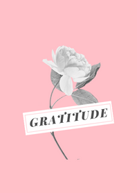 Pink Gratitude Rose