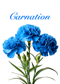 Carnation vol.13