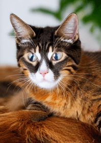 Cat Runaway 33333326