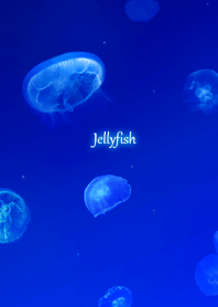 -Jellyfish-