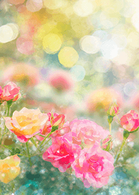 Beautiful rose flower(R1468)