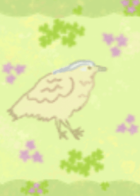 黑冠麻鷺在春日草地上漫步/地瓜鳥,大笨鳥