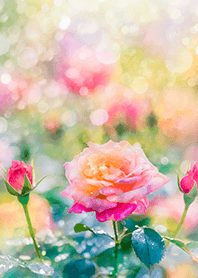 Beautiful rose flower(R2792)