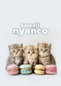 kawaii nyanko cat