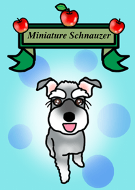 Silva the Miniature Schnauzer