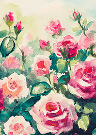 Beautiful rose flower(R4228)