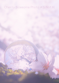 Cherry Blossoms Photo #15-22 NotAI